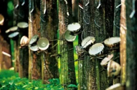 IISRP發布了2023年版全球橡膠統計數據